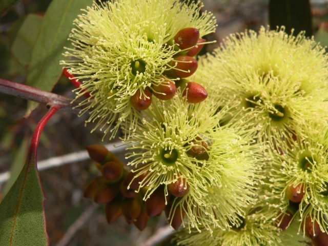 Eucalyptus desmondensis