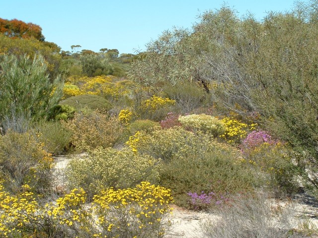 Regeneration of Verticordias on the farm, near Hyden WA