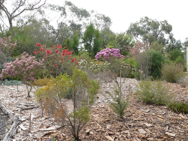 Our Verticordias at Cranbourne South.