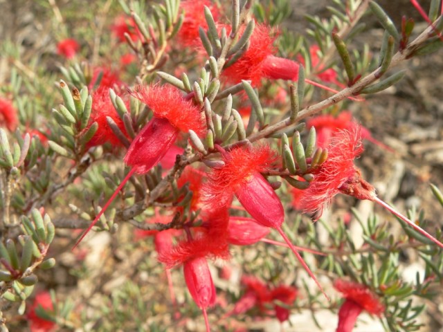 V. mitchelliana, Cranbourne South
