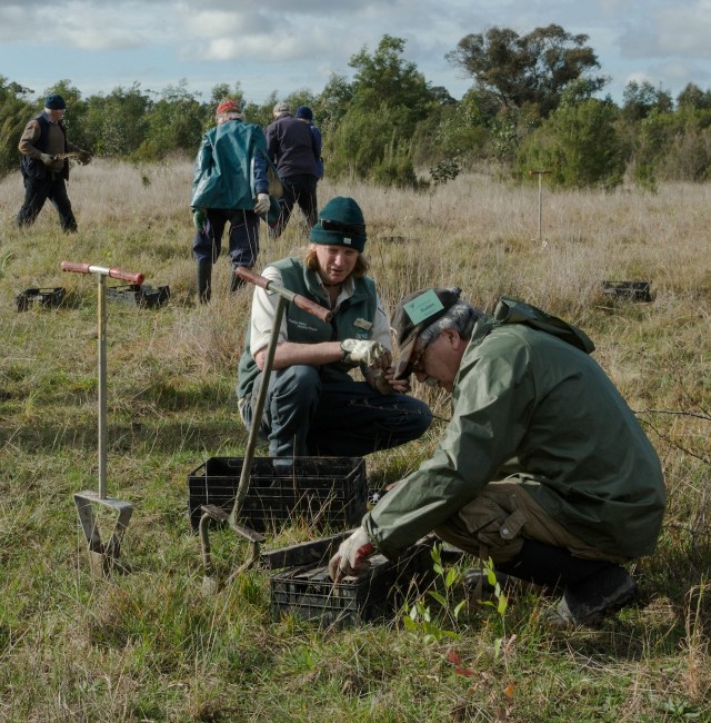20160730_devilbend-planting_k35276